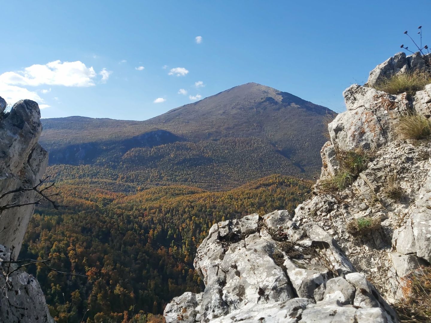 Garnavica